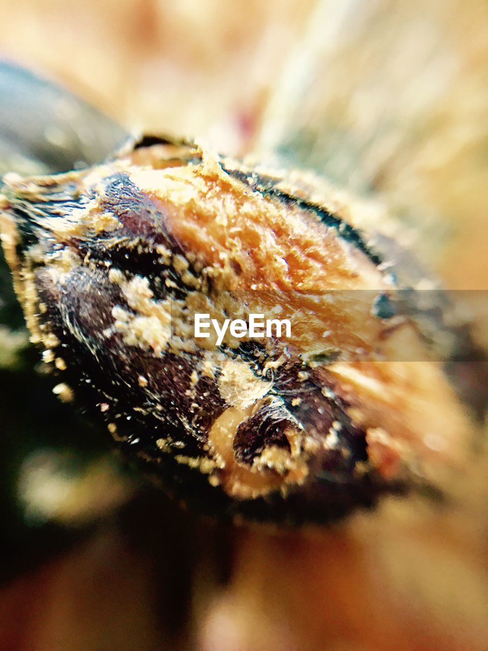 CLOSE-UP OF CATERPILLAR ON LEAF