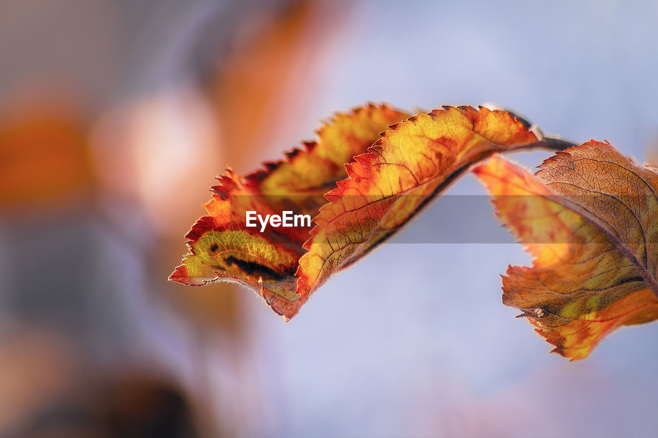 Close-up of yellow maple leaf on tree