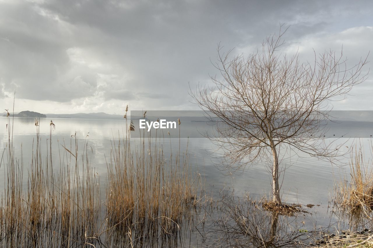 SCENIC VIEW OF BARE TREES AGAINST SKY