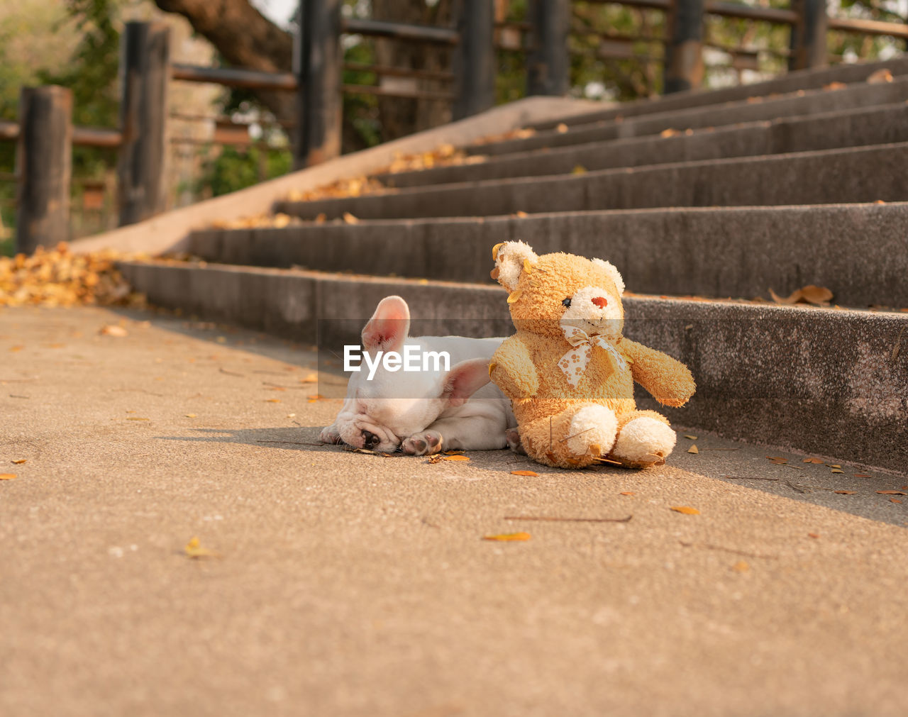 VIEW OF A STUFFED TOY