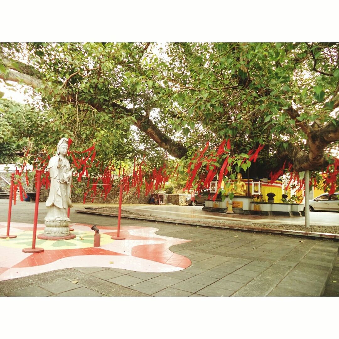 TREES IN PARK