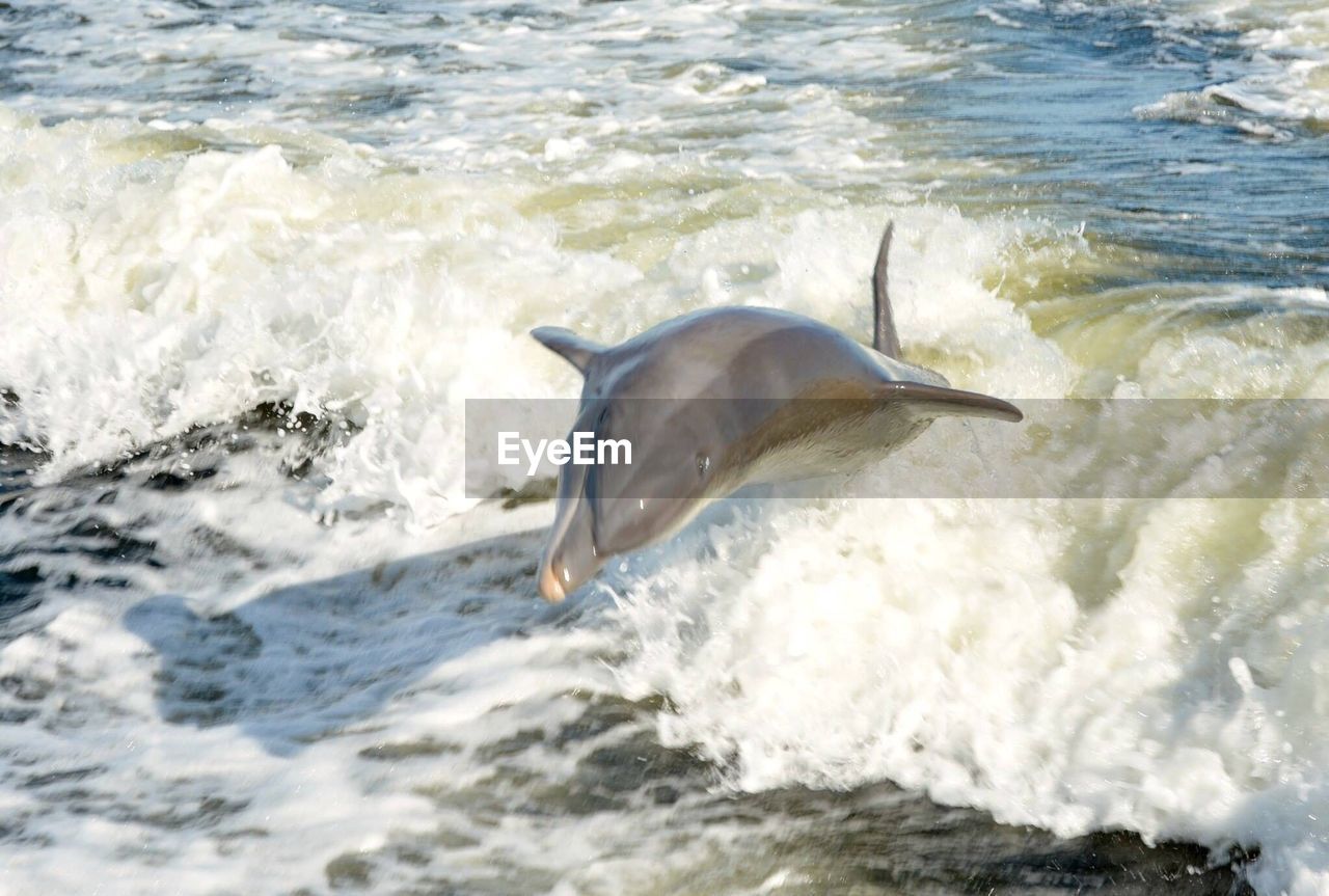 Whale swimming in sea