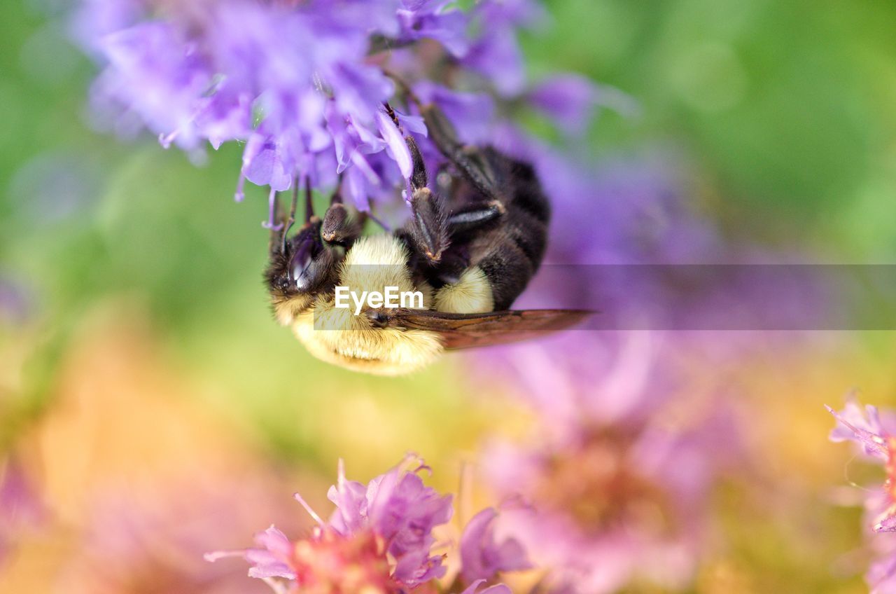 CLOSE-UP OF HONEY BEE ON PURPLE FLOWER