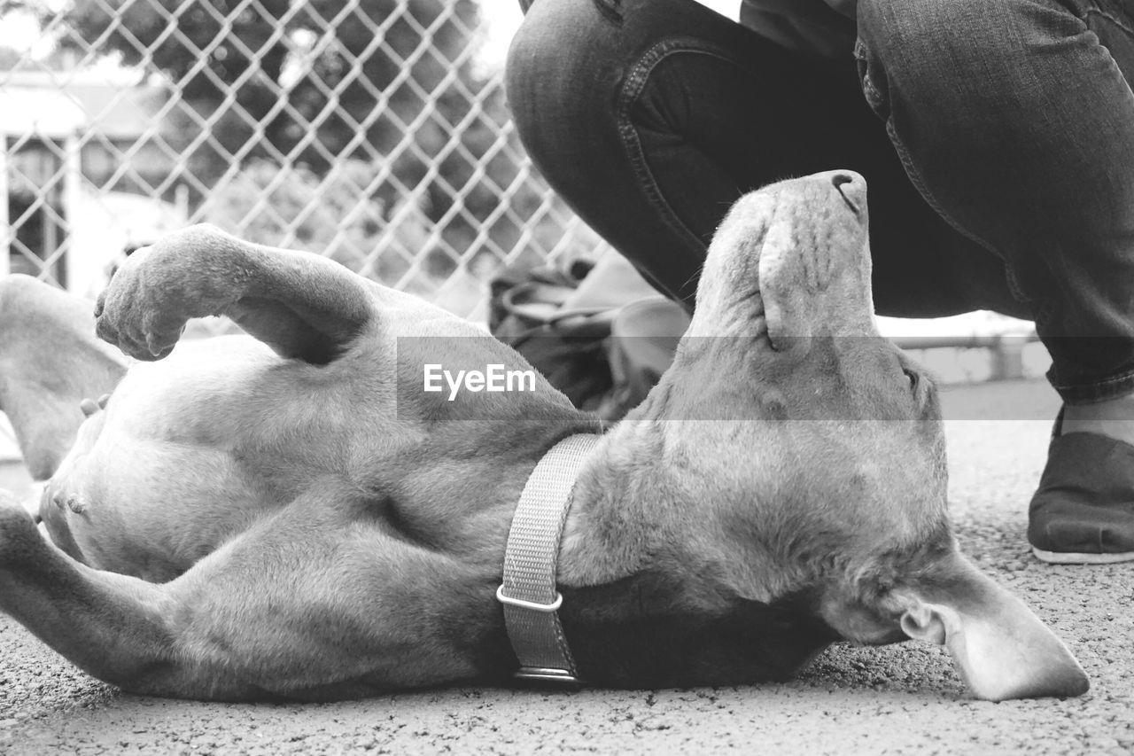 Close-up of dog lying on footpath by person