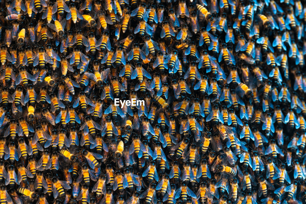 Pattern of apis dorsata bees on honeycomb close up
