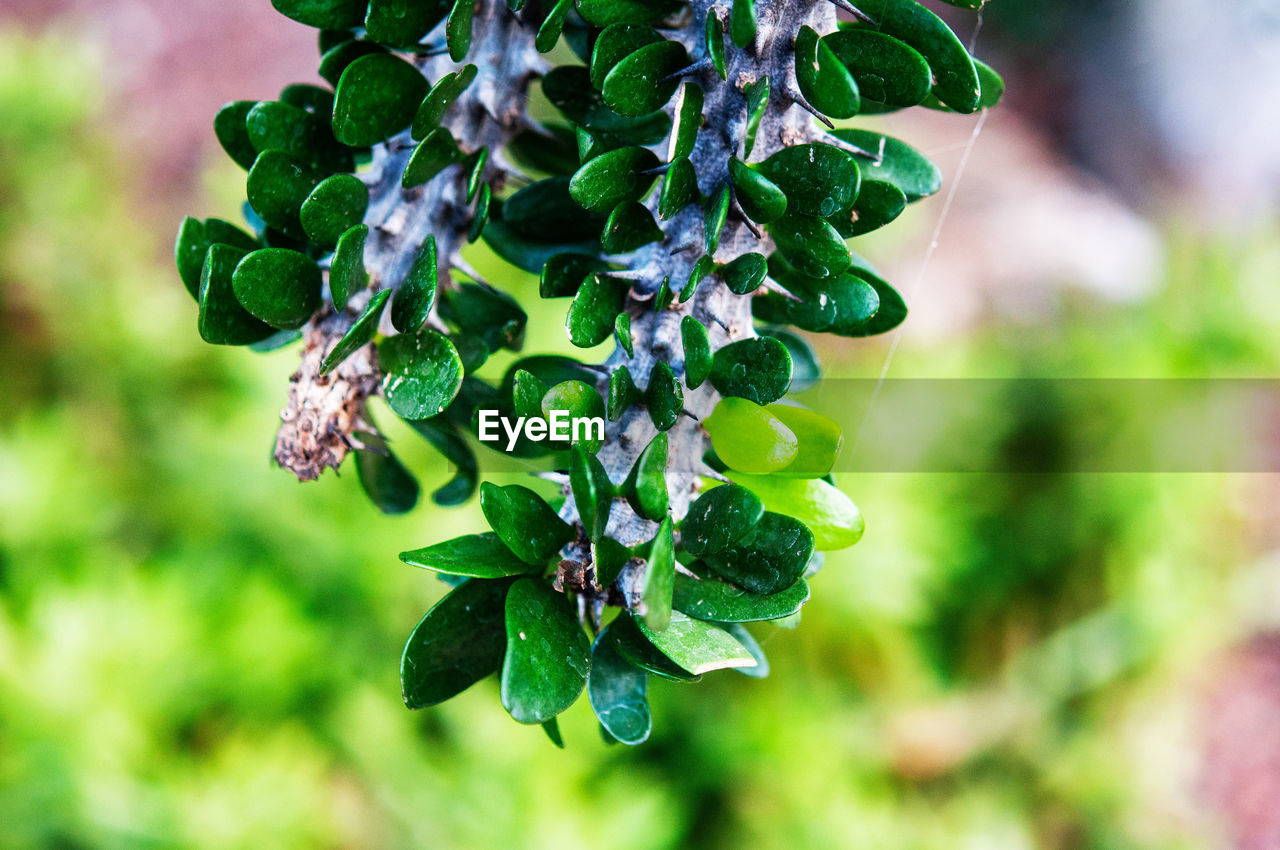 CLOSE-UP OF GREEN PLANT GROWING ON VINE