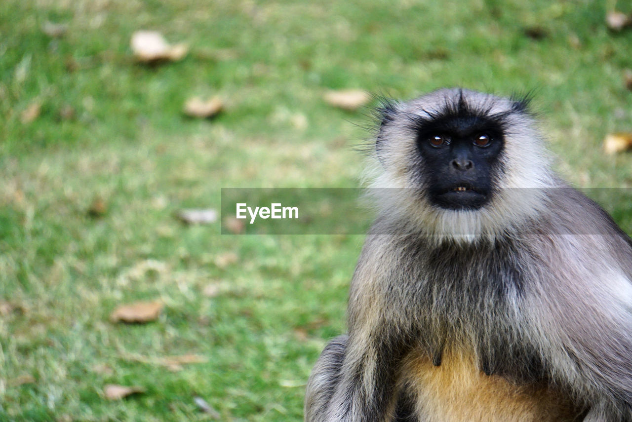 A wild monkey is sitting in a park in jodhpur