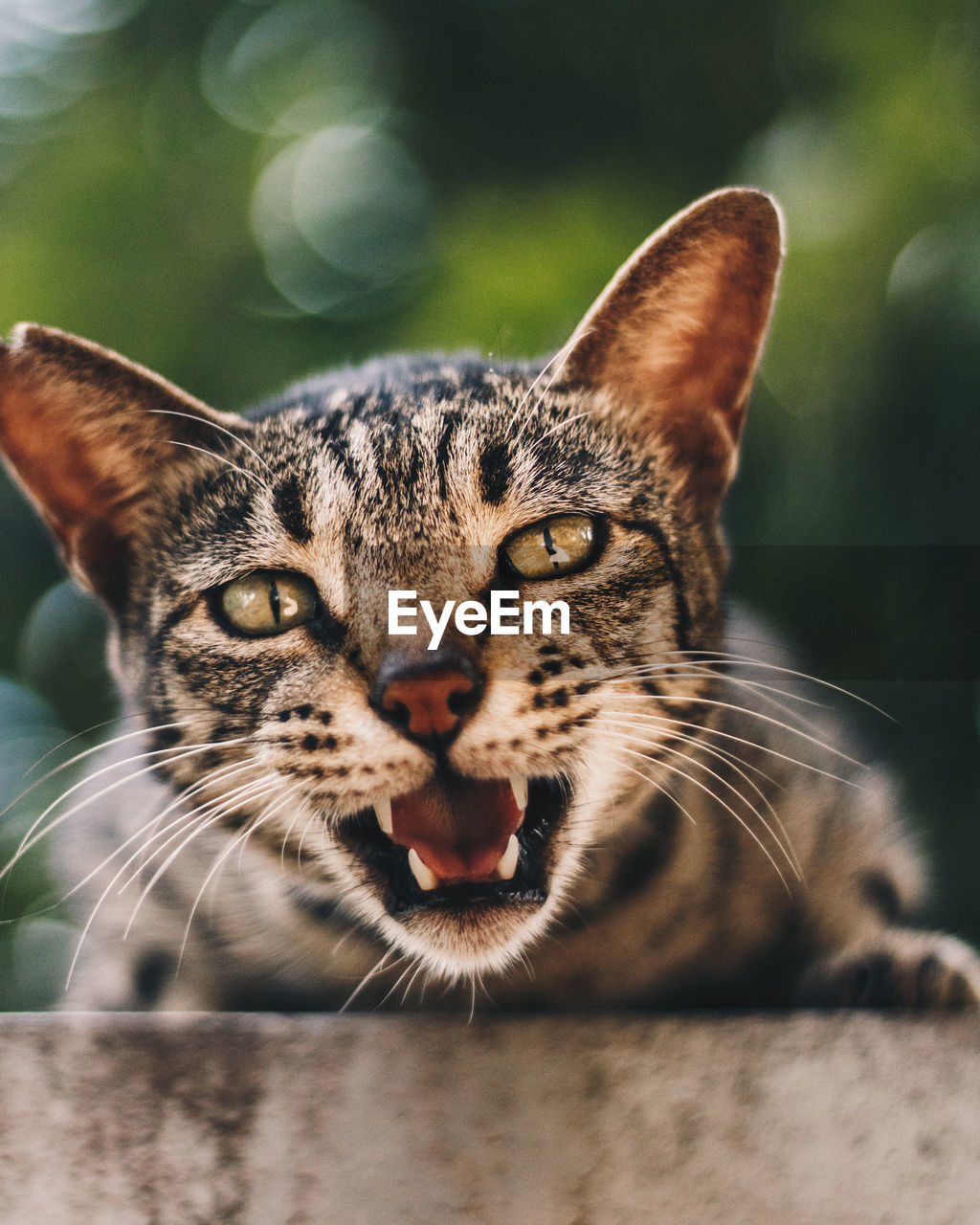 CLOSE-UP PORTRAIT OF TABBY