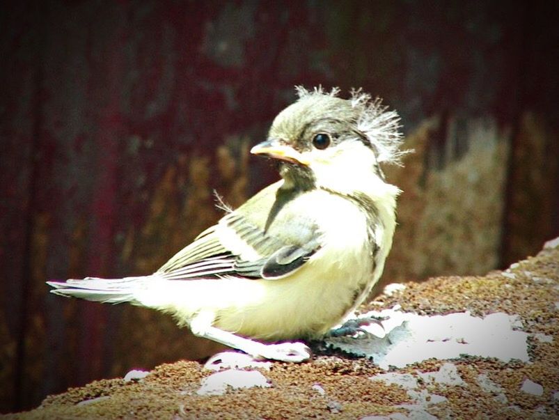 CLOSE-UP OF BIRD PERCHING ON RAILING