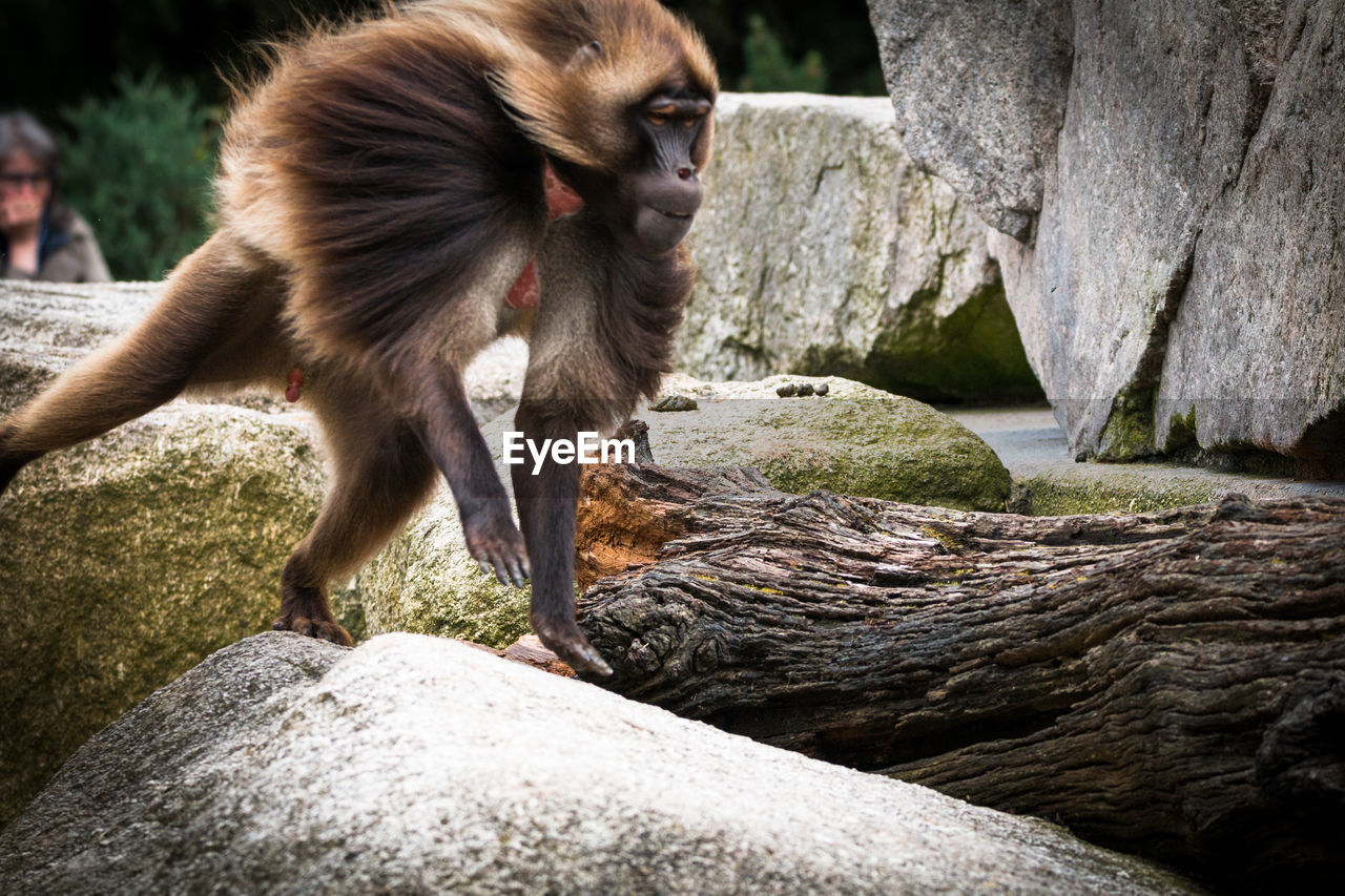 CLOSE-UP OF MONKEY ON ROCK