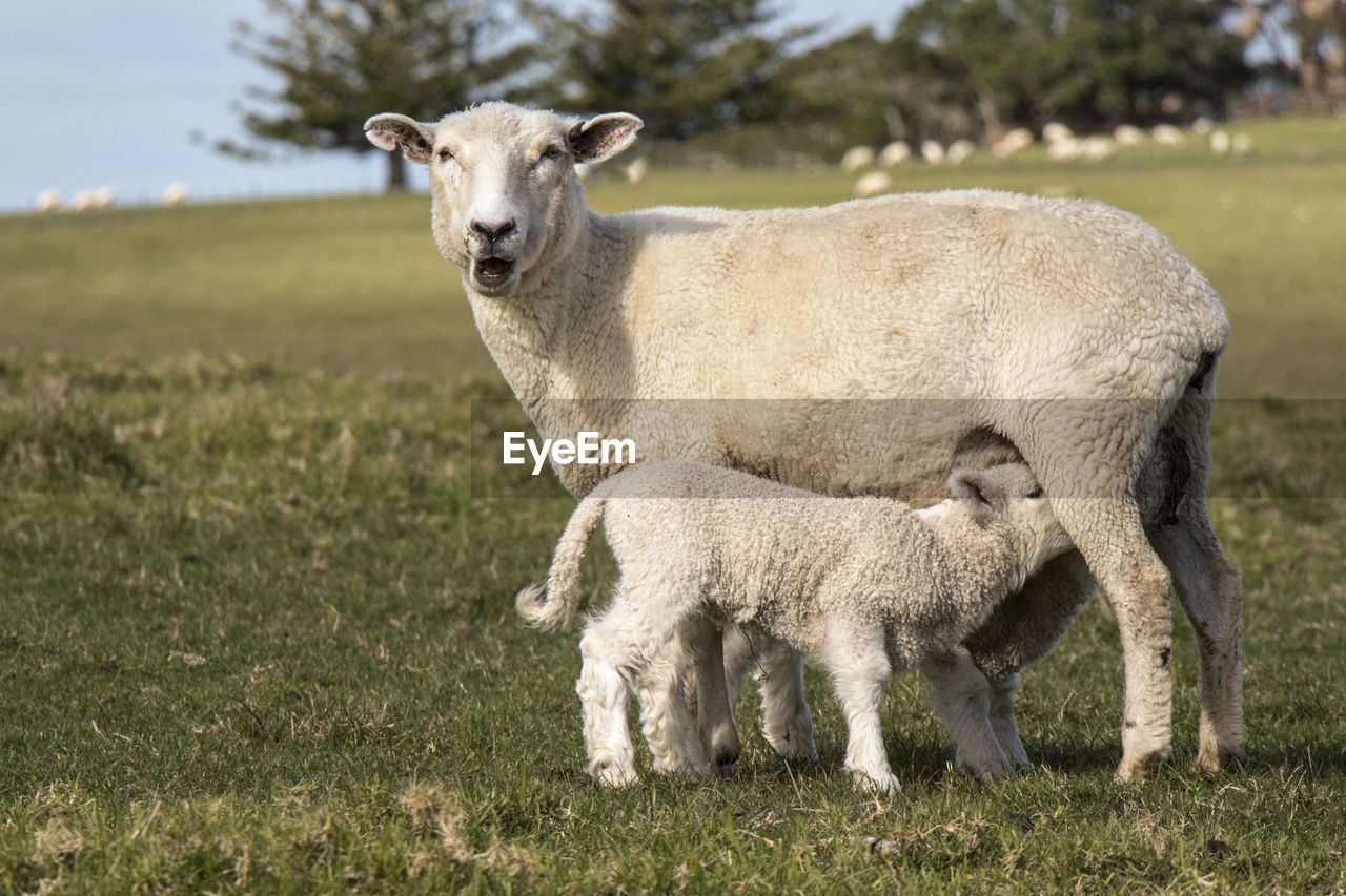 Sheep feeding baby