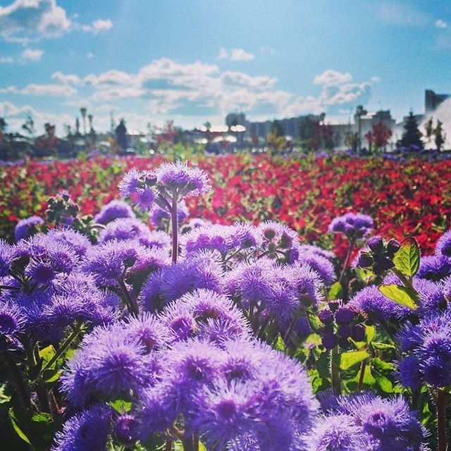 PURPLE FLOWERS BLOOMING IN FIELD