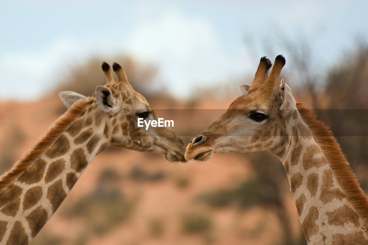 Close-up of giraffes 