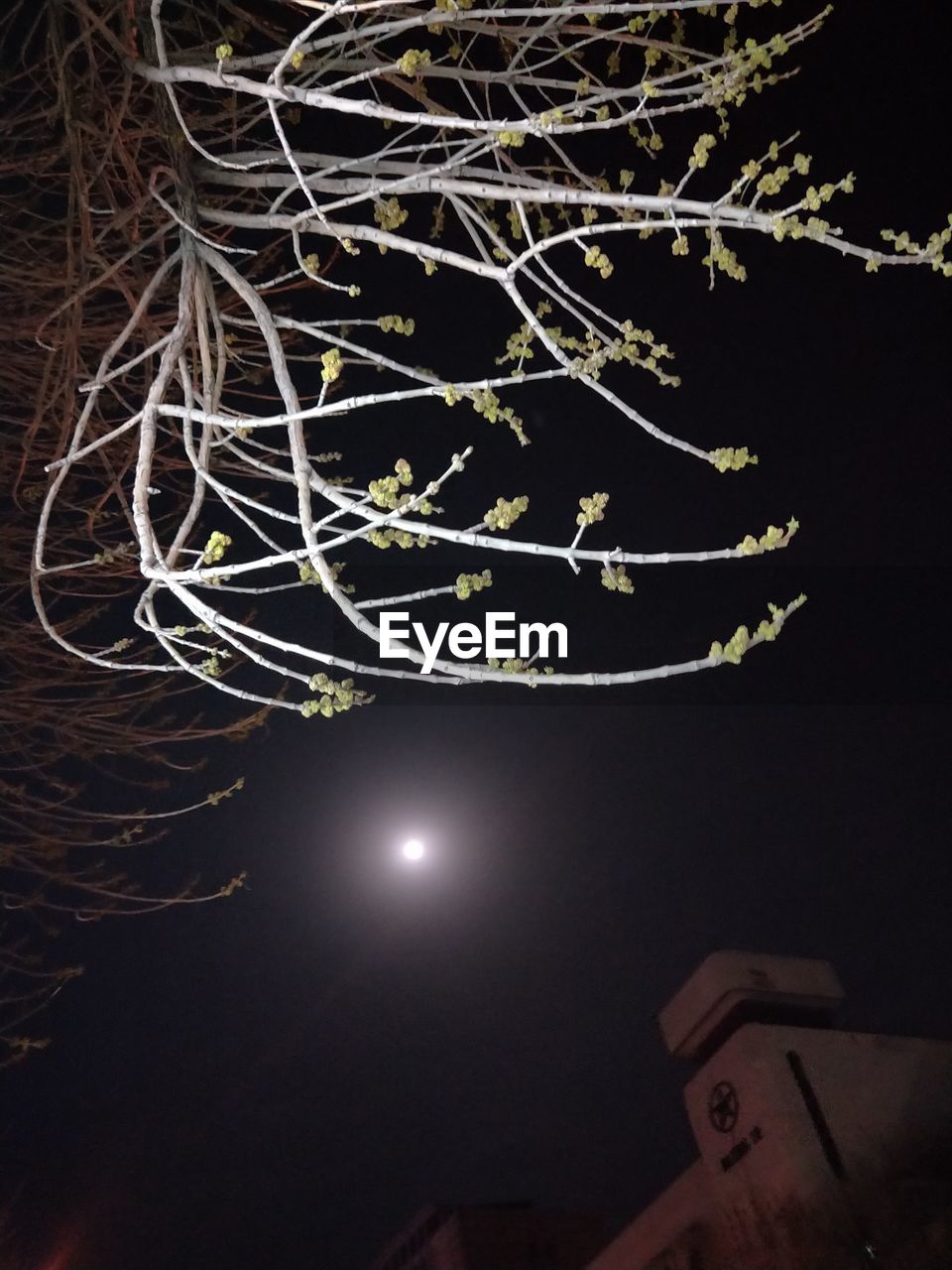 LOW ANGLE VIEW OF TREE AGAINST SKY AT NIGHT