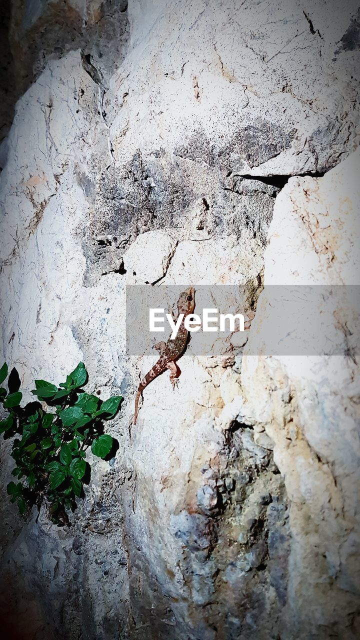 CLOSE-UP OF DEAD TREE TRUNK