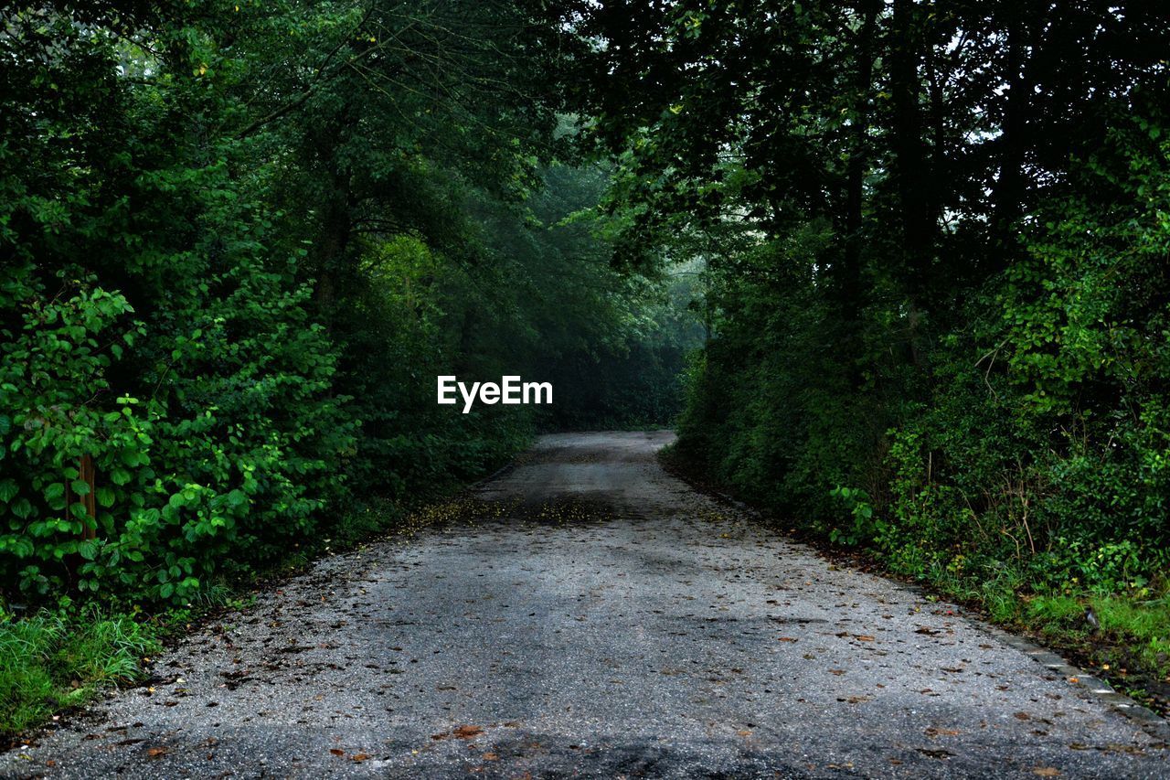 Road amidst trees in forest