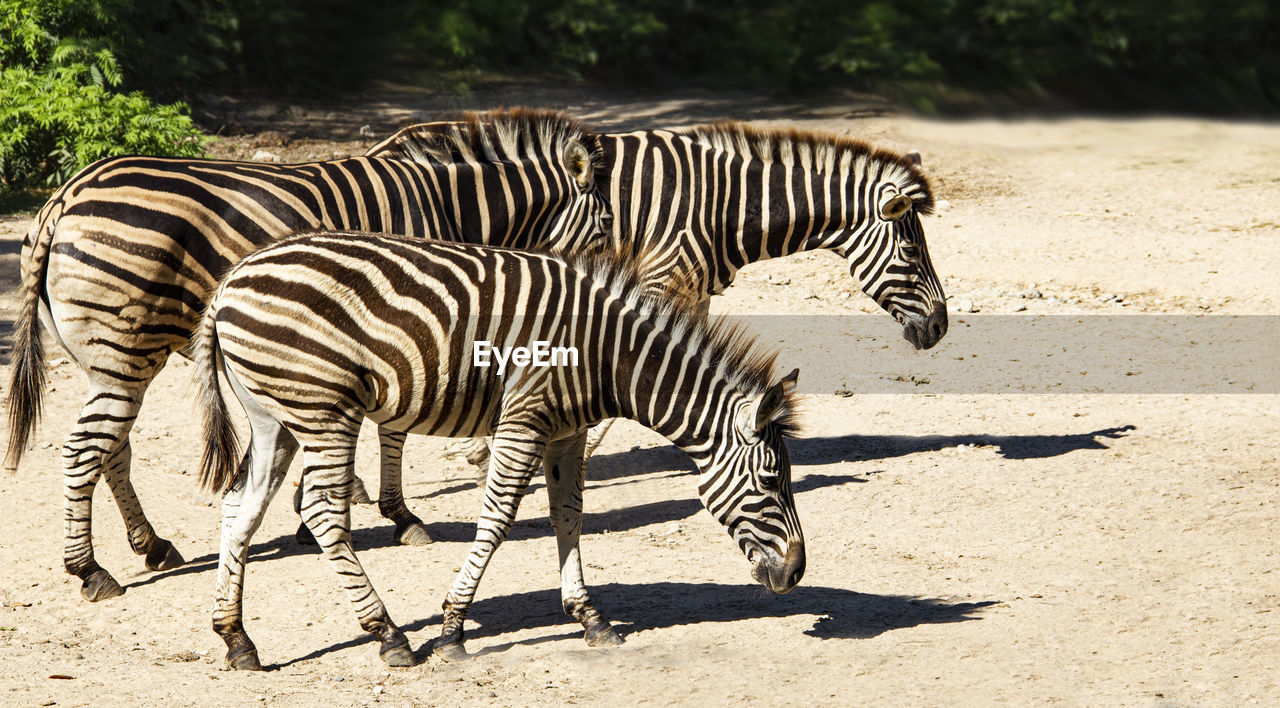 VIEW OF A ZEBRA CROSSING