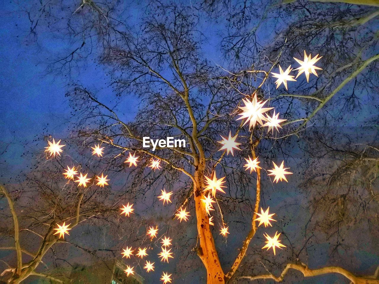 LOW ANGLE VIEW OF ILLUMINATED TREES AGAINST SKY