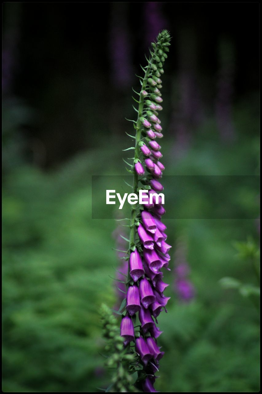 CLOSE-UP OF PURPLE FLOWERS