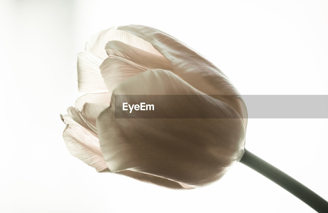 CLOSE-UP OF FRESH WHITE MUSHROOM AGAINST GRAY BACKGROUND