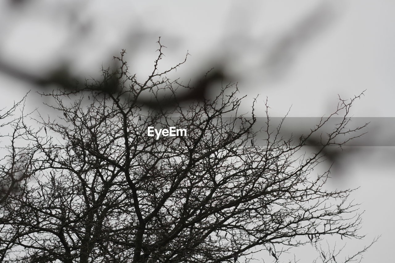 Low angle view of bare tree against sky