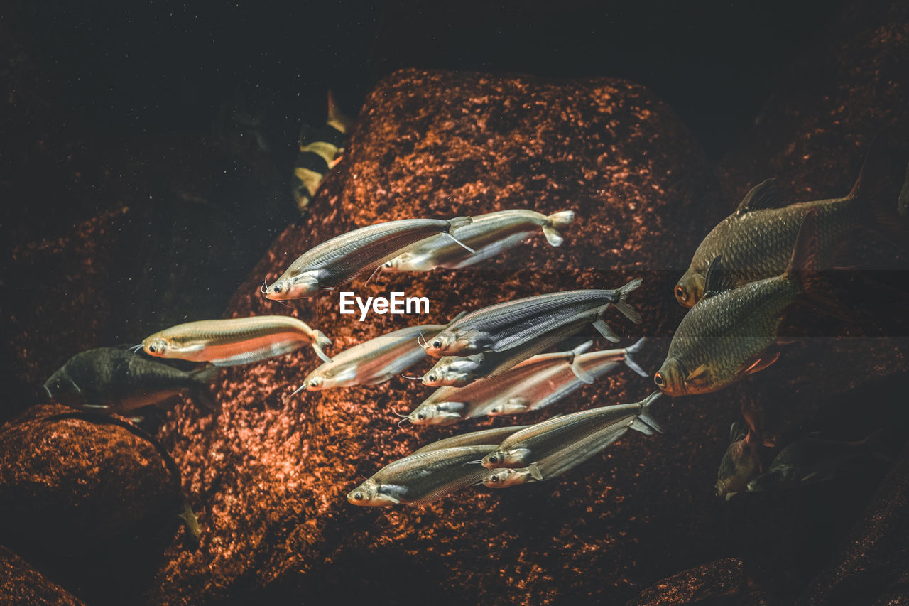 Close-up of fish on rock