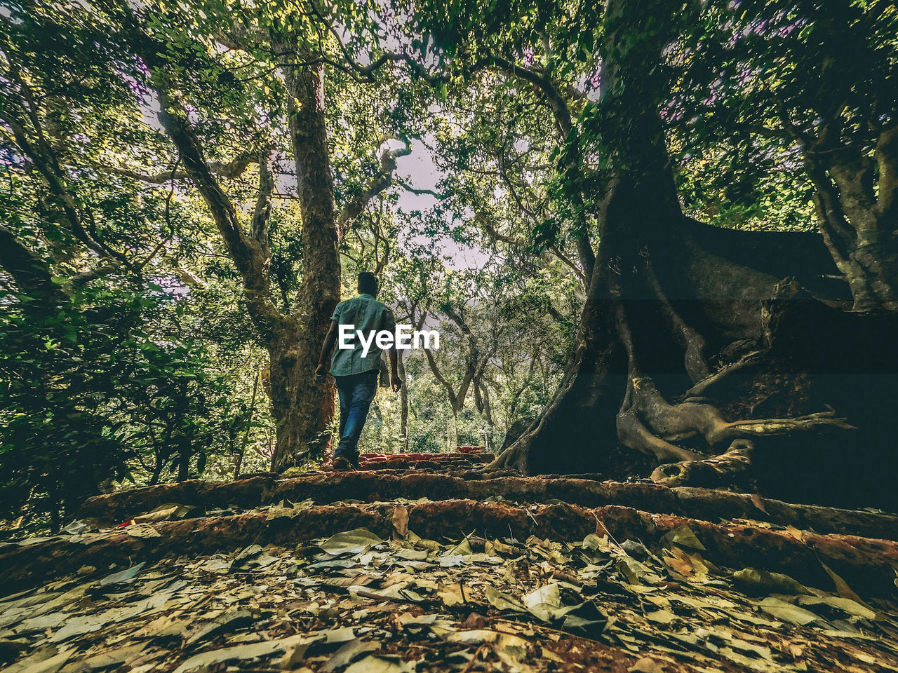 Rear view of man walking by tree in forest