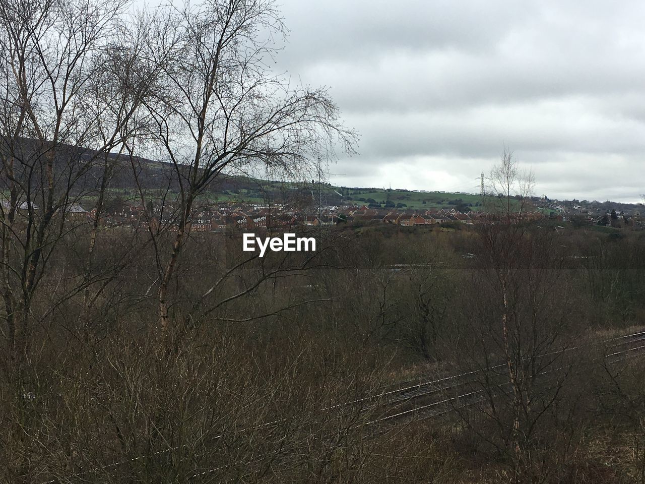 BARE TREE ON FIELD