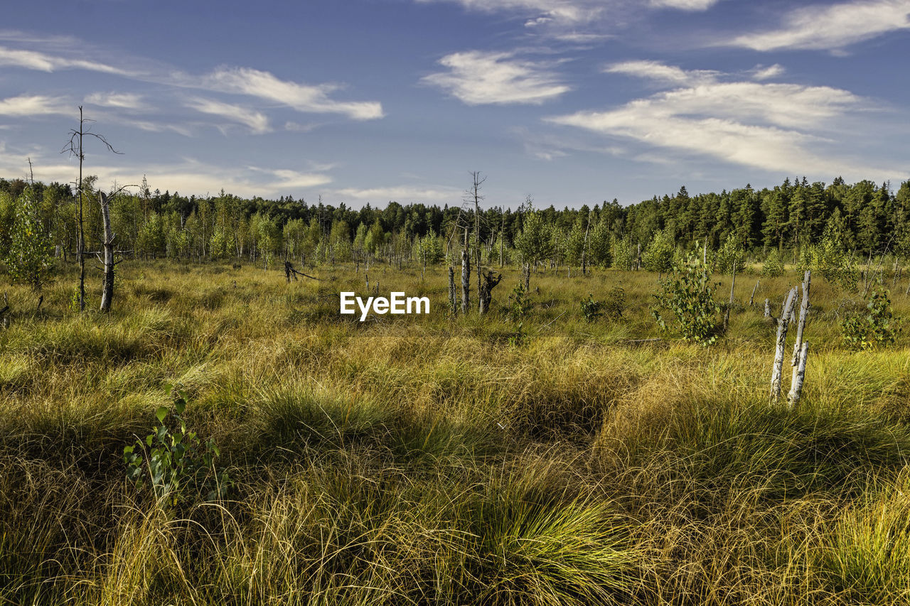 Wetlands surrounded by vegetation on a sunny day