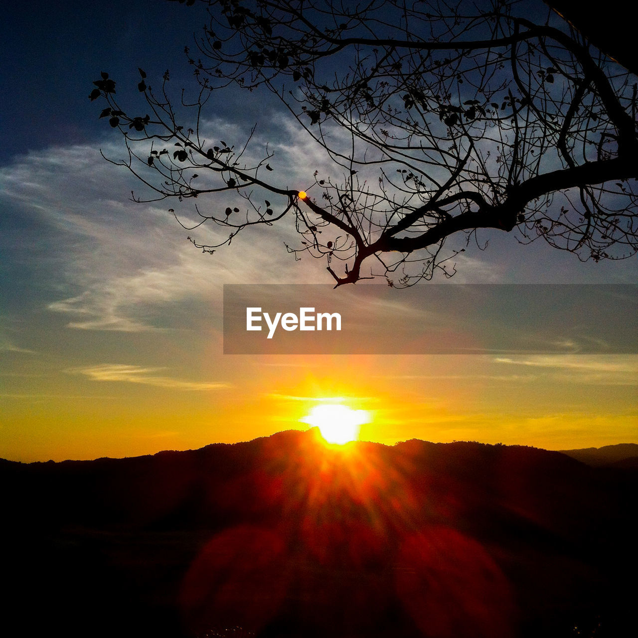 SILHOUETTE OF TREE DURING SUNSET