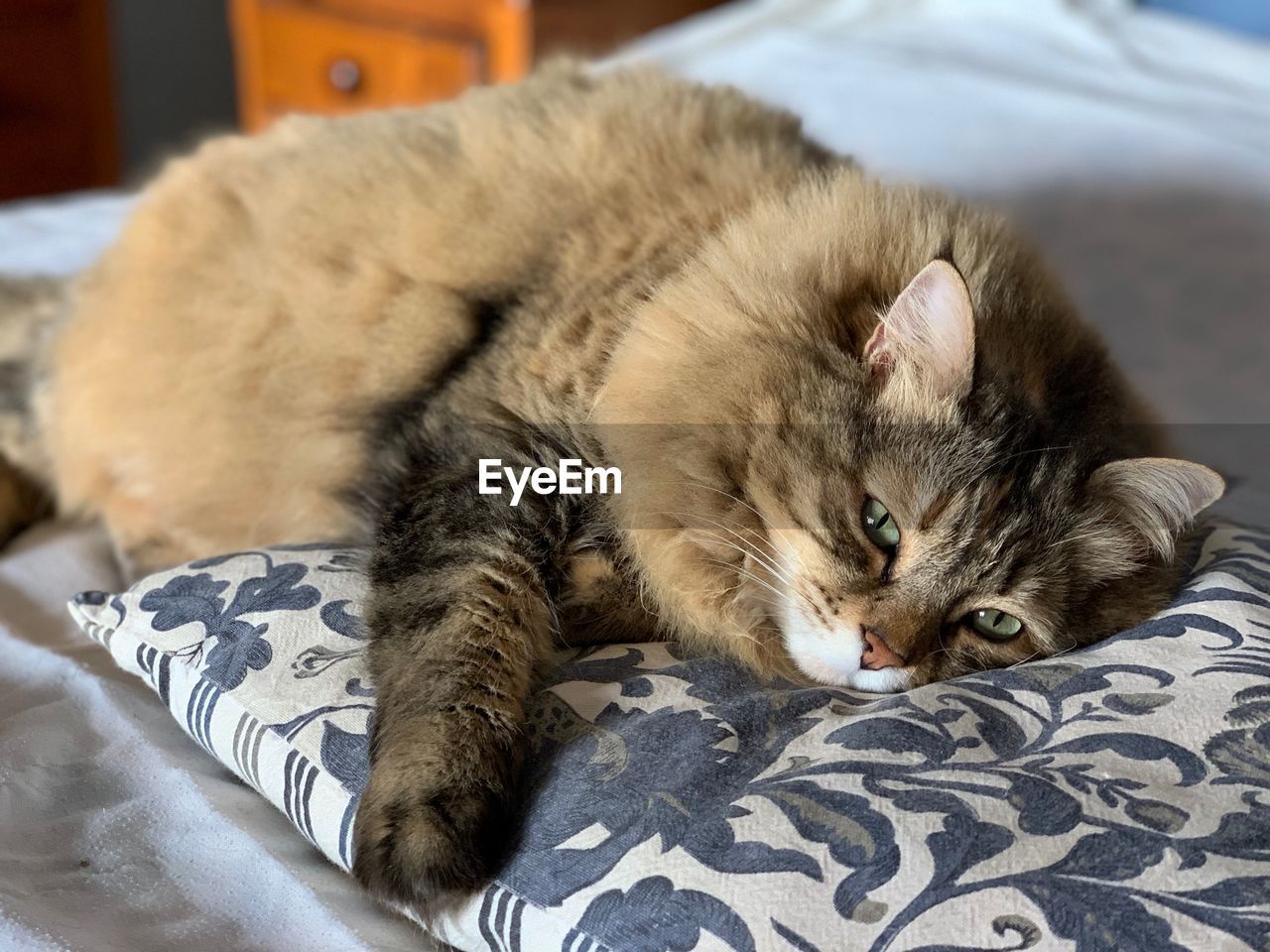 Portrait of cat resting on bed at home