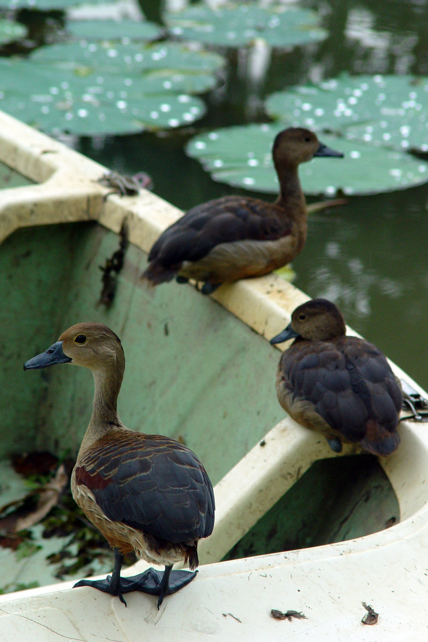 Birds perching on boat