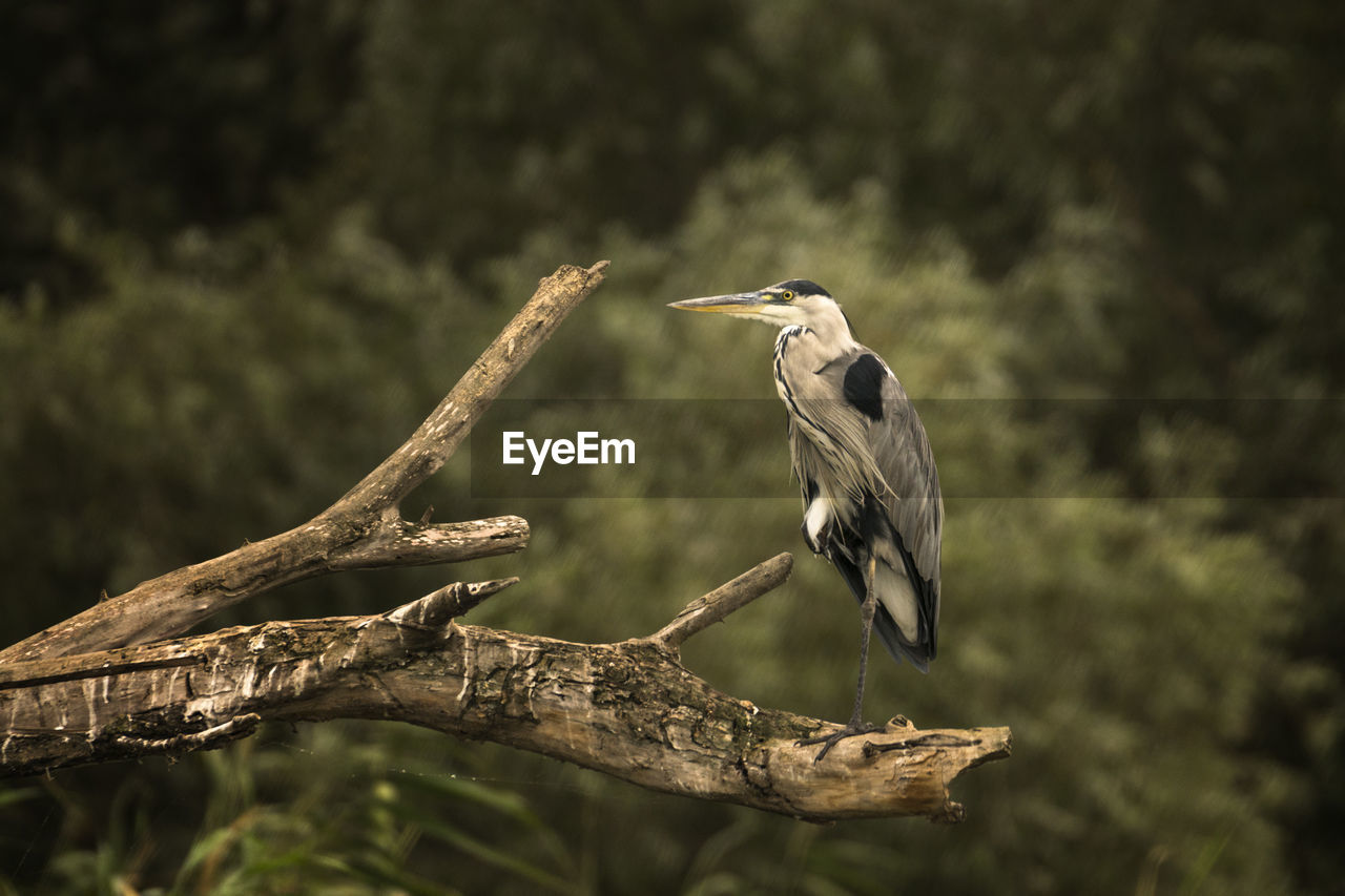 Bird perching on tree