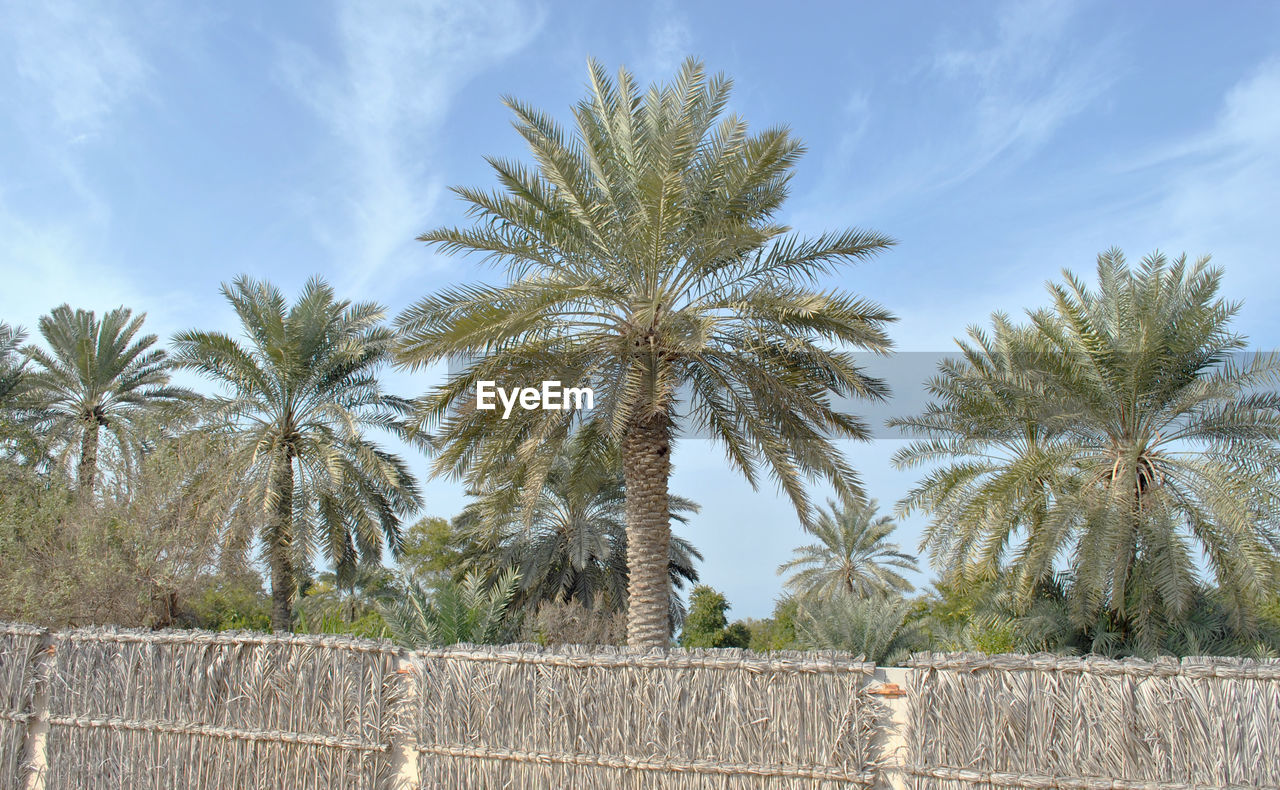 VIEW OF PALM TREES AGAINST CLEAR SKY