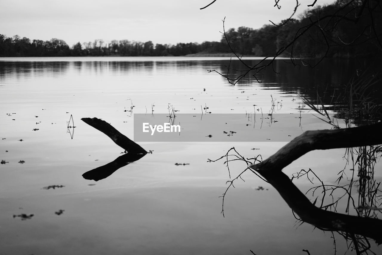Black and white picture of silhouettes of branches, reflecting in a calm lake in winter near potsdam