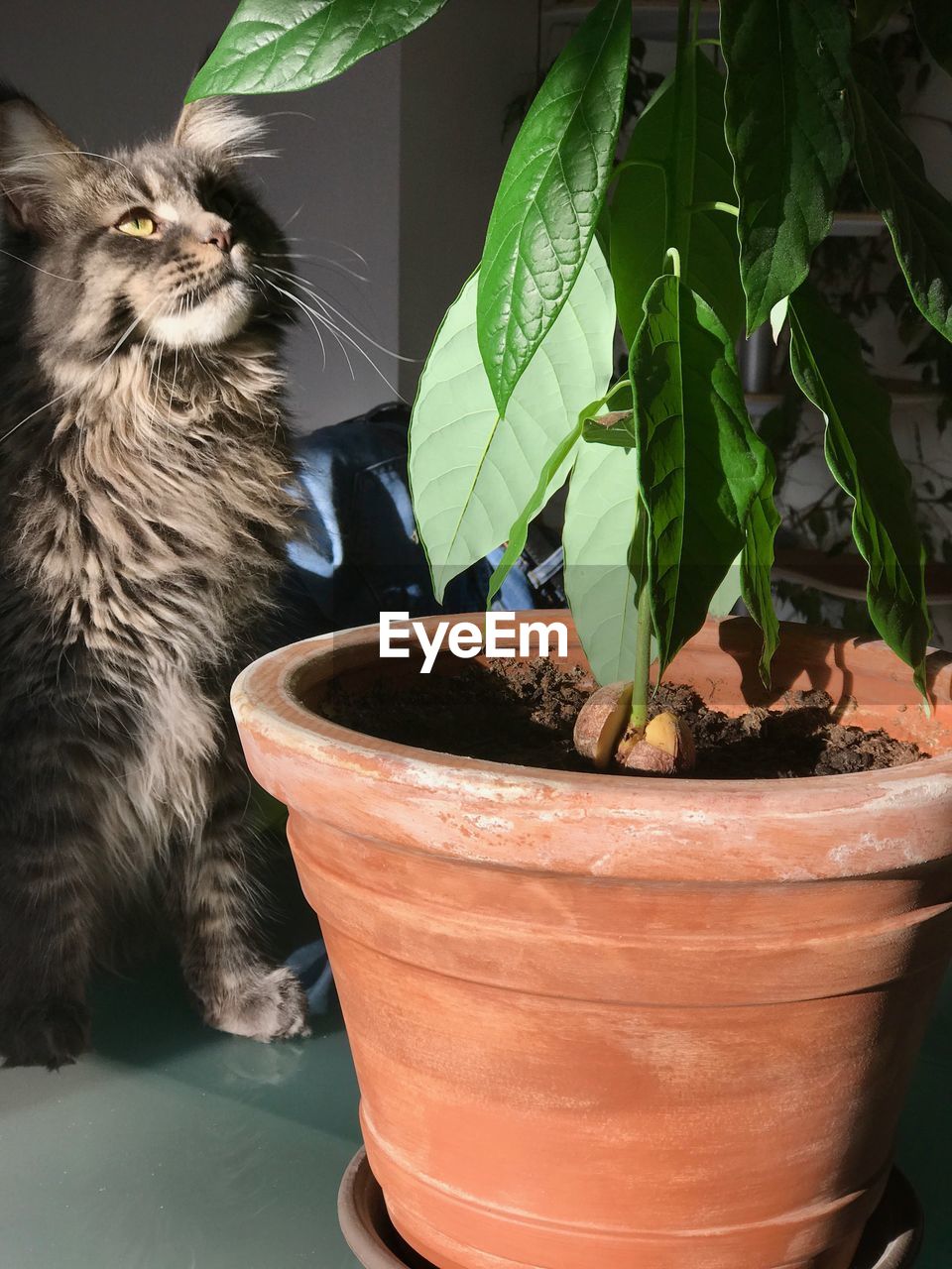 CLOSE-UP OF A CAT IN A POT