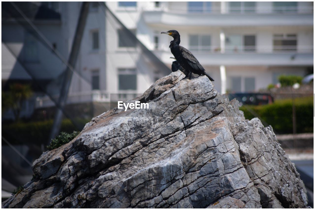 Side view of cormorant on rock against building