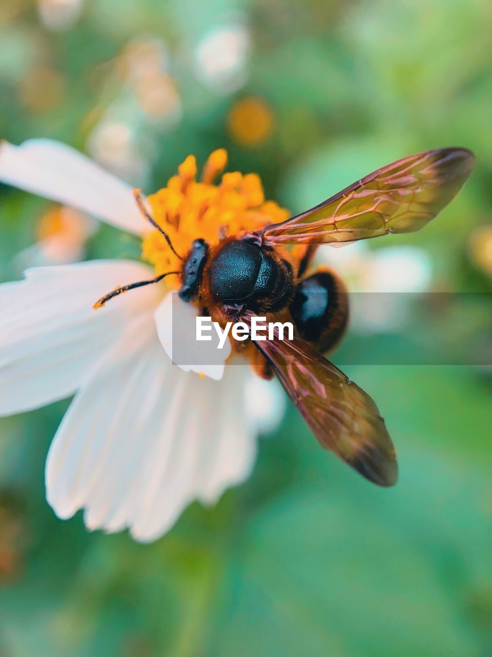 CLOSE-UP OF BEE POLLINATING FLOWER