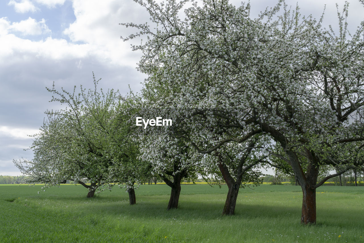 Trees on field against sky