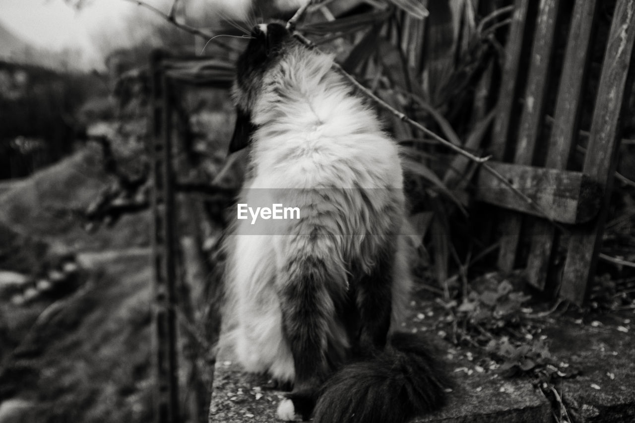 CLOSE-UP OF CAT ON GROUND