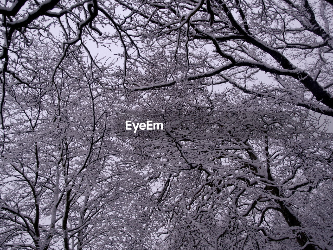 LOW ANGLE VIEW OF BARE TREES AGAINST THE SKY