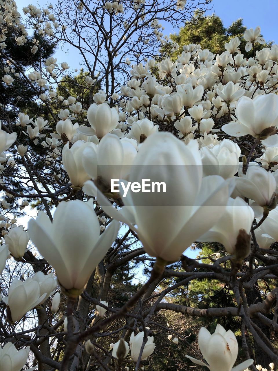 CLOSE-UP OF APPLE BLOSSOMS IN SPRING