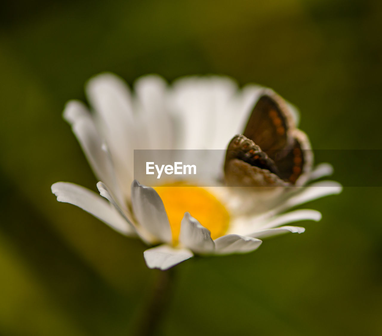 CLOSE-UP OF DAY LILY