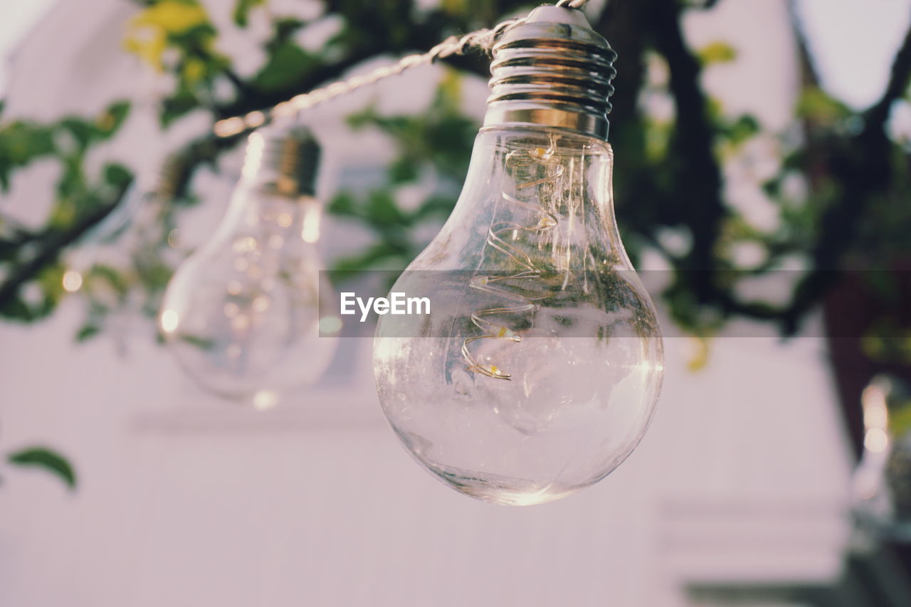 Close-up of light bulbs against tree