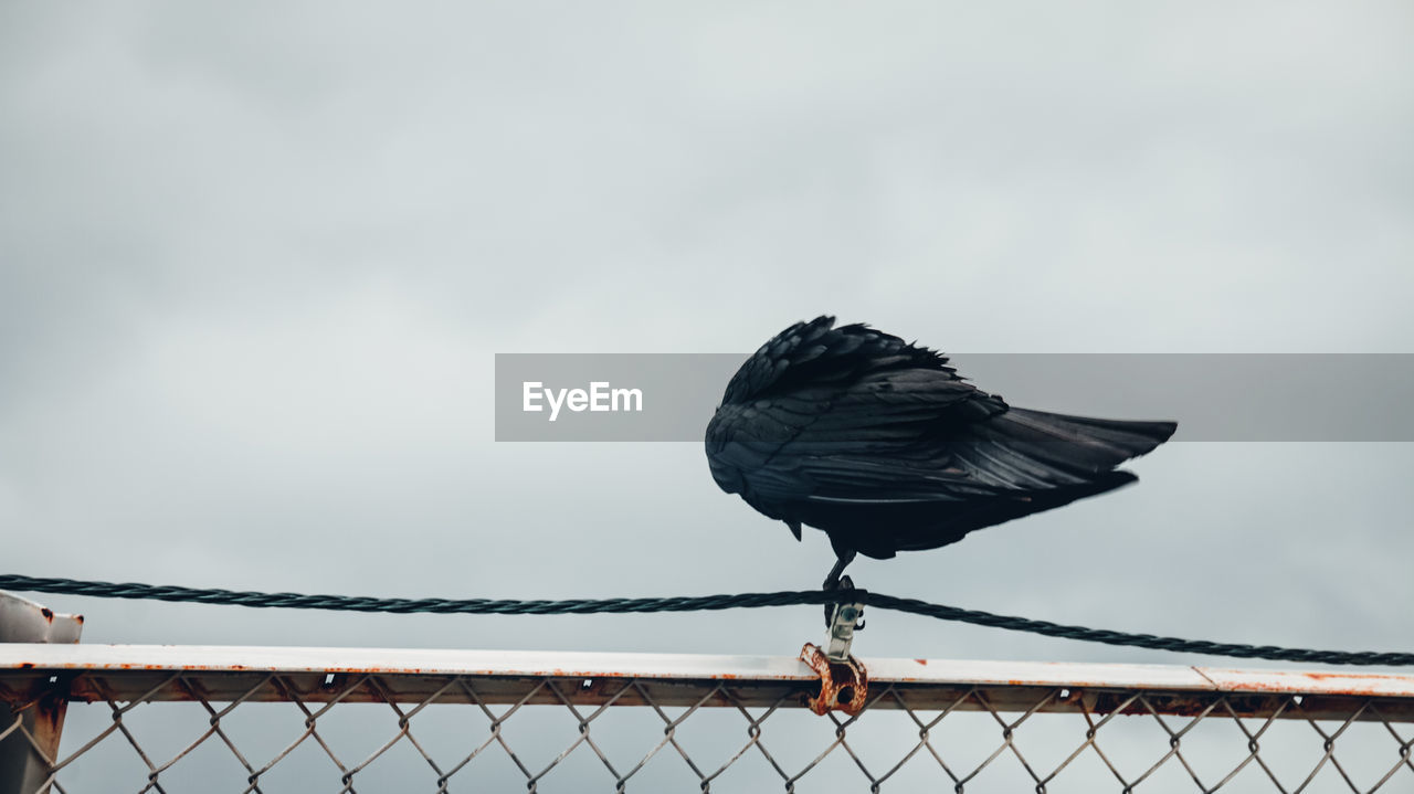 Exceptional normalcy - raven resting on fence