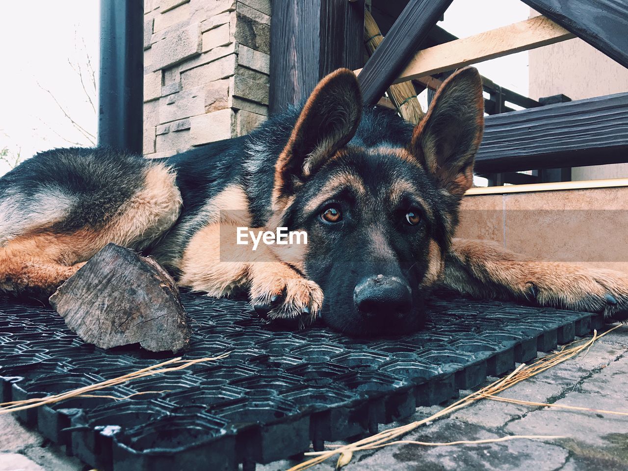 Close-up portrait of dog on wood