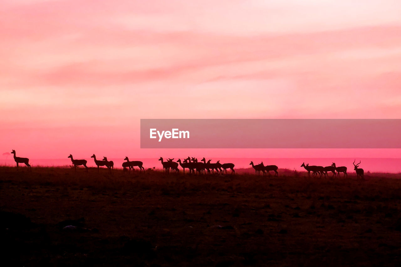 A herd of impala walking along the savanna at sunrise during summer in the maasai mara