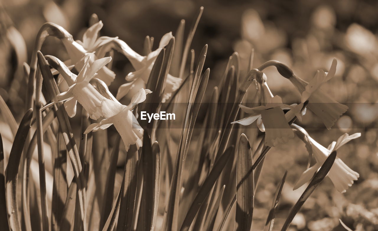 Close-up of plants