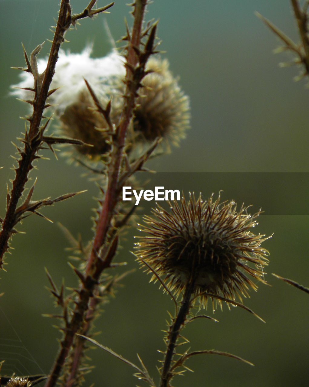 CLOSE-UP OF THISTLE GROWING ON CACTUS