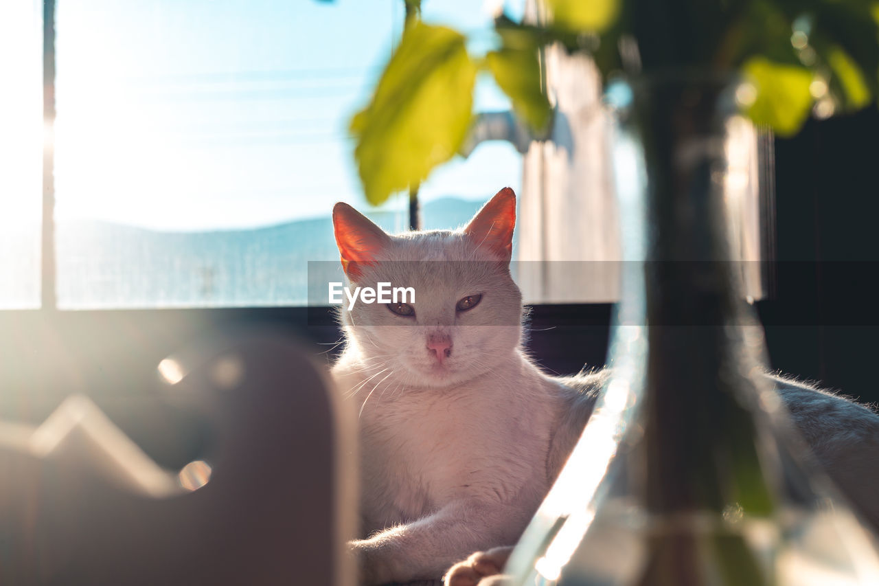 PORTRAIT OF A CAT SITTING AT THE HOME